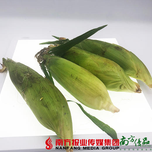 【珠三角包邮】连州泰玉玉米 （8月15日到货） 商品图2