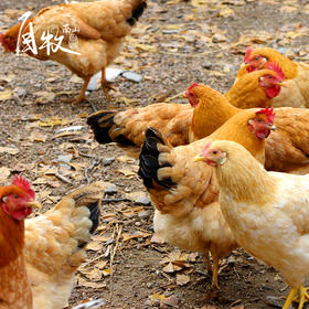 九华山高山散养土老母鸡