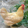 九华山高山散养土老母鸡 商品缩略图4