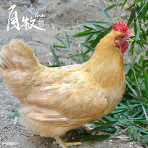 九华山高山散养土老母鸡 商品图4
