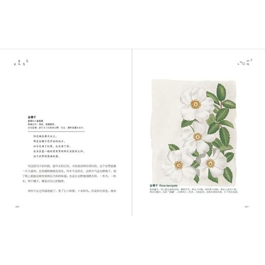 《笔落草木生》 商品图4