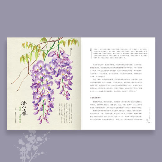 《撷芳 植物学家手绘观花笔记》 商品图6