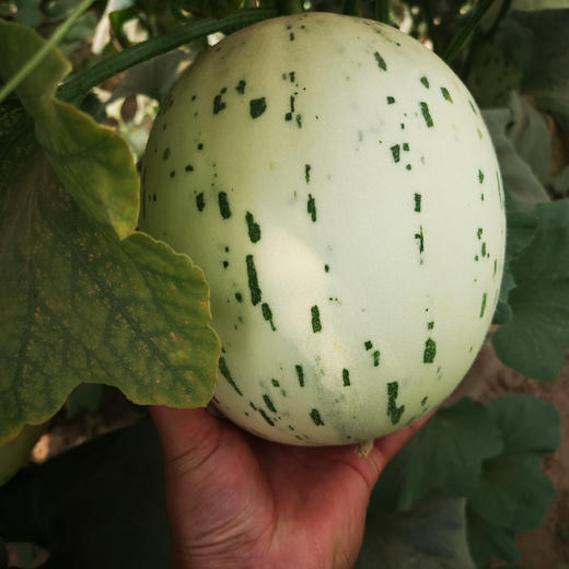 月露流星瓜6斤左右2-3个包装新疆直发 商品图2