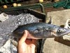 东海海鲜团购，大杂烩，鱼，虾一应俱全，3斤顺丰包邮，外省补30元运费 商品缩略图7