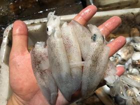 东海海鲜团购，大杂烩，鱼，虾一应俱全，3斤顺丰包邮，外省补30元运费