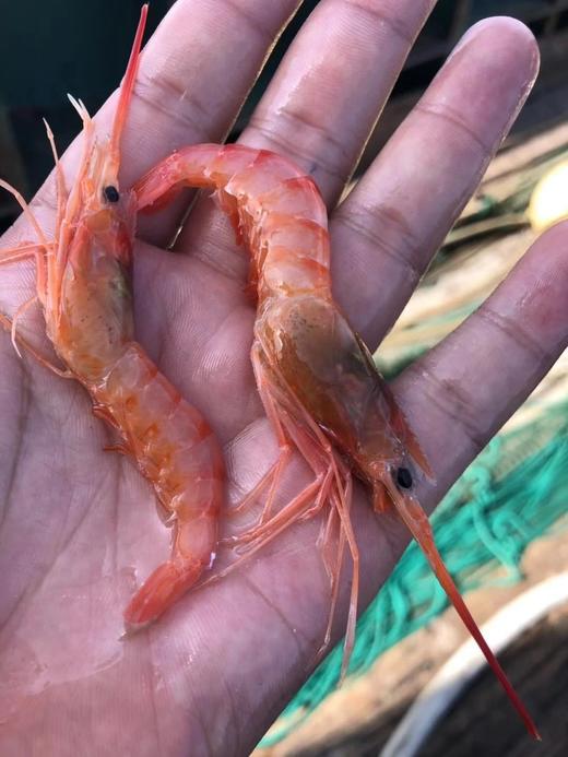 东海海鲜团购，大杂烩，鱼，虾一应俱全，3斤顺丰包邮，外省补30元运费 商品图3
