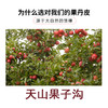 伊犁果丹皮 商品缩略图2