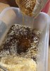 海南三亚深山土蜂蜜1斤，2斤，顺丰陆运包邮 商品缩略图0