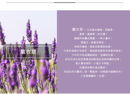 奖品，薰衣草干花束 商品图0