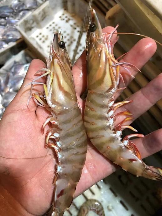 东海海鲜团购，大杂烩，鱼，虾一应俱全，3斤顺丰包邮，外省补30元运费 商品图2