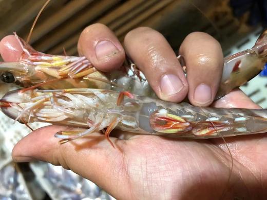 东海海鲜团购，大杂烩，鱼，虾一应俱全，3斤顺丰包邮，外省补30元运费 商品图1