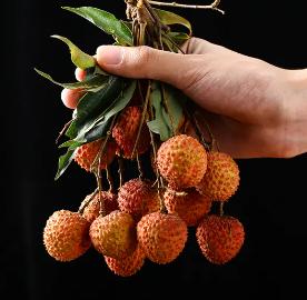 桂味荔枝#1斤起 商品图3