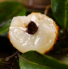 桂味荔枝#1斤起 商品缩略图1