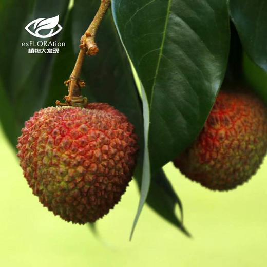 2张安安卡送妃子笑荔枝5斤，再送云南珍稀金耳500g 商品图1