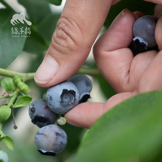 有机蓝莓（预售） | 合作生产*Organic blueberry | Coproduction 商品图1