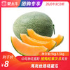 【水果团购】海南丝路晓蜜瓜1.0kg-1.5KG 商品缩略图0