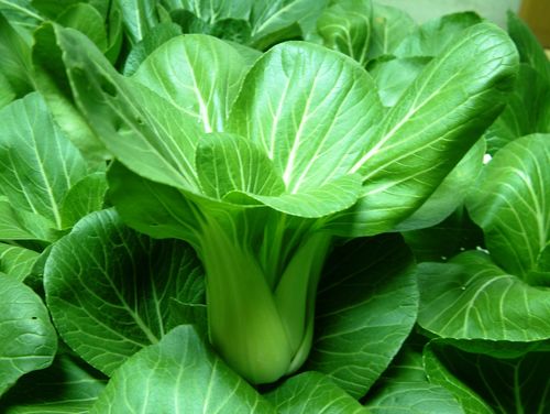 密云小油菜500g