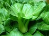 密云小油菜500g 商品缩略图0