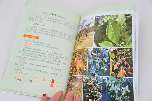 园林树木图鉴与造景综合实践教程  刘慧民 园林绿化书籍 树种分类学地位产地与分布形态特征生态习性与造景园林造景特色与园林应用 商品图2