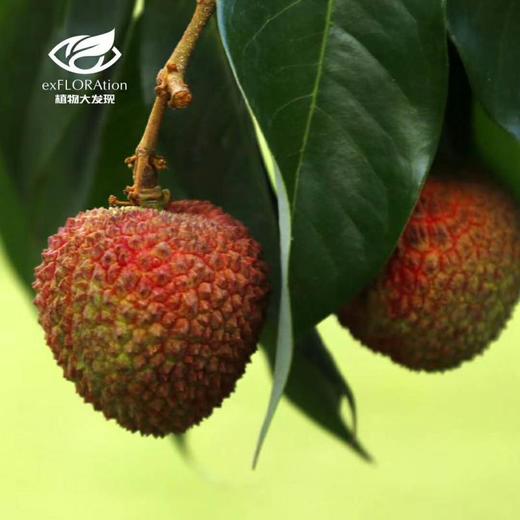 妃子笑荔枝，肉厚核小2500g，超甜 商品图0