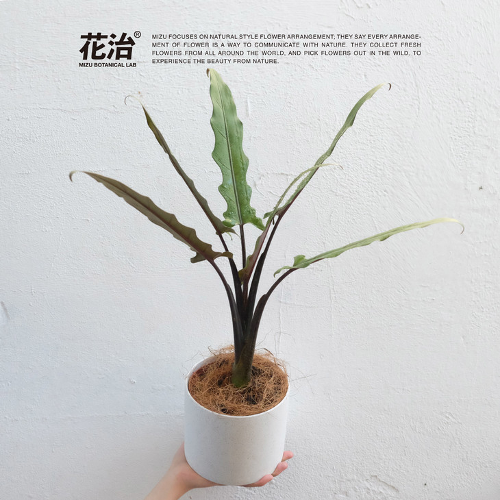 进口植物——新几内亚紫背箭叶海芋alocasia lauterbachiana(全国包邮