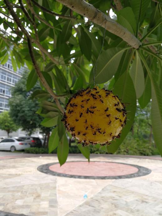 桔小实蝇诱捕球，瑞丰诱蝇球，360度诱捕桔小实蝇 商品图1