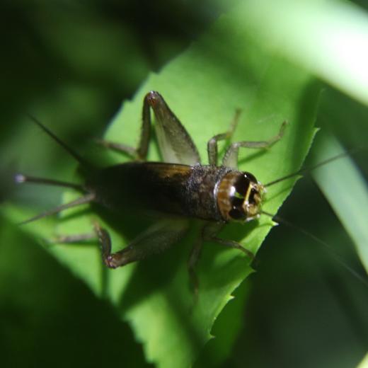 夜观动物活动 | 农园活动 * Night view  in the farm | Farm activities 商品图4