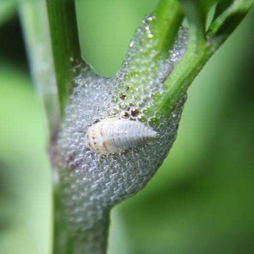 夜观动物活动 | 农园活动 * Night view  in the farm | Farm activities 商品图3