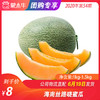 【水果团购】海南丝路晓蜜瓜1KG-1.5KG 商品缩略图0