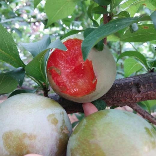 随州甜李（约1000g） 商品图1