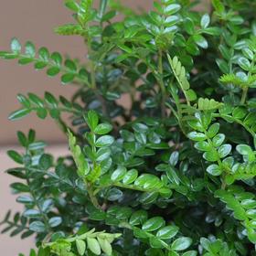 【绿植】清香木（原盆）