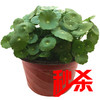 【绿植】铜钱草（原盆） 商品缩略图0