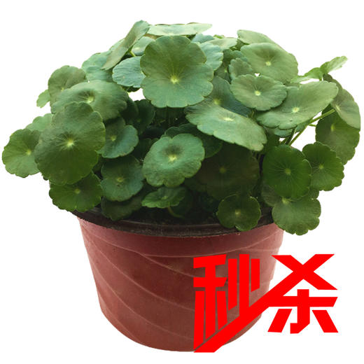 【绿植】铜钱草（原盆） 商品图0