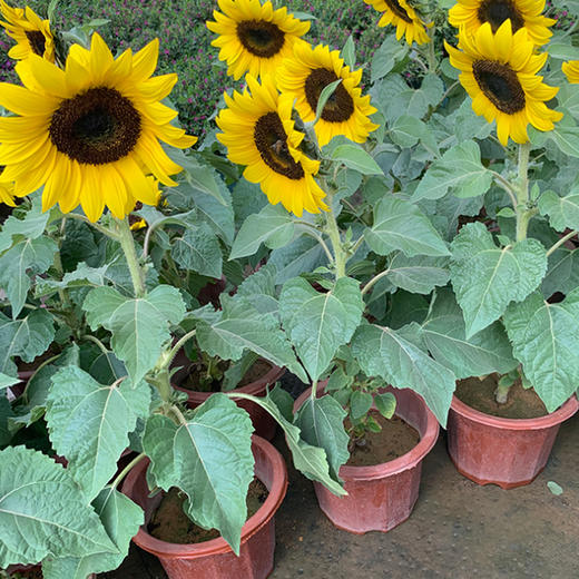 【绿植】向日葵（原盆） 商品图0