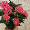 【绿植】五星花（原盆） 商品缩略图1