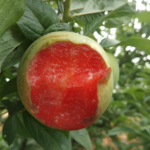 随州甜李（约1000g） 商品图2