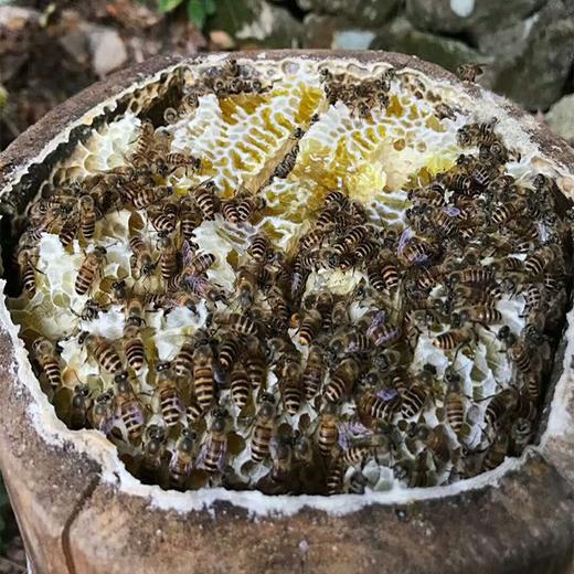 【赵佳人】农家一年只割一次蜜 蜂蜜2斤瓶装 商品图3