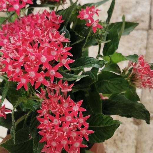 【绿植】五星花（原盆） 商品图2