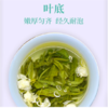 广西 大明山茉莉花茶250g/罐 特级浓香2020年新包装 产地直发 商品缩略图3