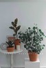 北欧风植物盆栽 商品缩略图0