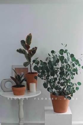 北欧风植物盆栽