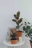 北欧风植物盆栽 商品缩略图2