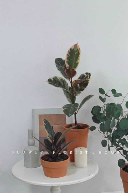 北欧风植物盆栽 商品图2