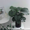 北欧风植物盆栽 商品缩略图3
