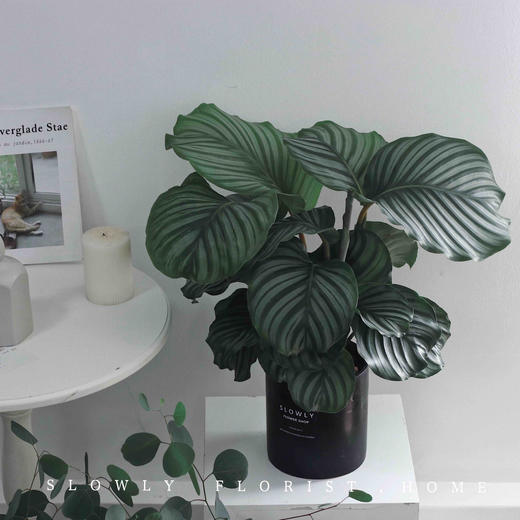 北欧风植物盆栽 商品图3