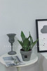 北欧风植物盆栽 商品缩略图5