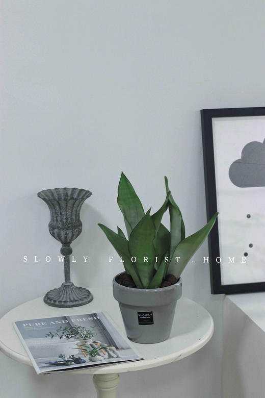 北欧风植物盆栽 商品图5
