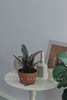 北欧风植物盆栽 商品缩略图1