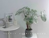 北欧风植物盆栽 商品缩略图4