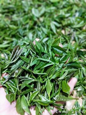 每日一茶：北方佳人系列之白毫靑茶